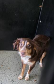 Rescue Australian Shepherd Dogs for Adoption in Osgood, Indiana - Cinamon | PetCurious