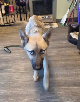 Rescue Husky and German Shepherd Dog Dogs for Adoption in Leavenworth, Kansas - 25-0657 "Aegon" | PetCurious