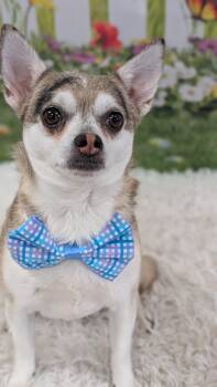 Chihuahua Dogs Available for Adoption - Peppy  | PetCurious