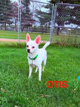 Otis -  Chihuahua Dog for Adoption in Gouverneur, New York - Otis | PetCurious