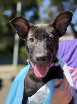 Cleo -  German Shepherd Dog Dog for Adoption in Palo Alto, California - Cleo | PetCurious
