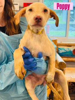Labrador Retriever Dogs Available for Adoption in Rock Hill, New York - Poppy | PetCurious