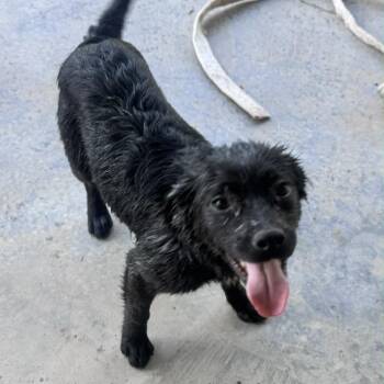 Retriever and Spaniel Dogs Available for Adoption in Quakertown, Pennsylvania - Lavender | PetCurious