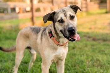 Rescue Husky Dogs for Adoption in Houston, Texas - Fred | PetCurious