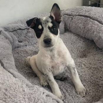 Turquoise -  Mixed Breed Dog for Adoption in Prescott, Arizona - Turquoise | PetCurious