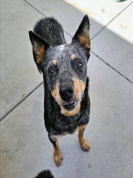 LILY -  Australian Cattle Dog Blue Heeler Dog for Adoption in Camarillo, California - LILY | PetCurious