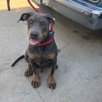 Huxley -  Pit Bull Terrier and Doberman Pinscher Dog for Adoption in Hawthorne, California - Huxley | PetCurious