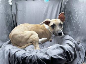 Feist and Mixed Breed Dogs Available for Adoption in Grovetown, Georgia - BINGO | PetCurious