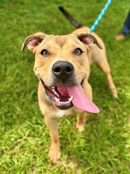 LITTLE BRITCHES -  American Staffordshire Terrier and Mixed Breed Dog for Adoption in York, South Carolina - LITTLE BRITCHES | PetCurious
