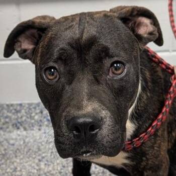 Violet -  American Staffordshire Terrier Dog for Adoption in Greenville, South Carolina - Violet | PetCurious