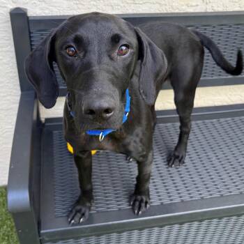 Tundra -  Black Labrador Retriever and Mixed Breed Dog for Adoption in Titusville, Florida - Tundra | PetCurious
