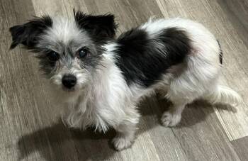 Rescue Chihuahua and Terrier Dogs for Adoption in Menomonee Falls, Wisconsin - Gracie Mae In Milwaukee | PetCurious