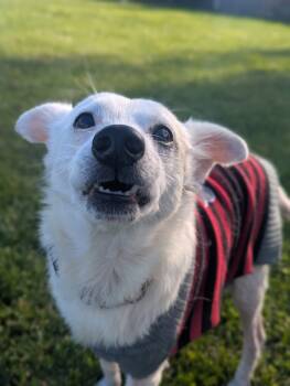 Rescue Terrier Dogs for Adoption in Santa Rosa, California - Sponge Bob | PetCurious