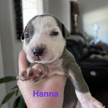 Mixed Breed Dogs Available for Adoption - Hanna | PetCurious