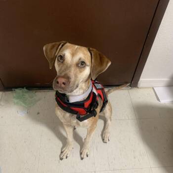 Buttercup -  Hound and Mixed Breed Dog for Adoption in Tulsa, Oklahoma - Buttercup | PetCurious
