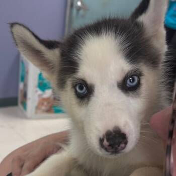 Jenson -  Husky Dog for Adoption in Indianapolis, Indiana - Jenson | PetCurious