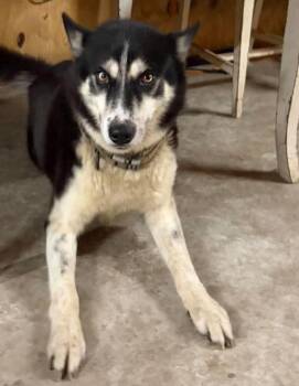 Chevy -  Husky Dog for Adoption in Panama City, Florida - Chevy | PetCurious