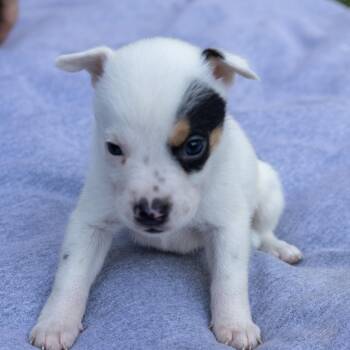 Jasper -  Jack Russell Terrier Dog for Adoption in Wilmington, Illinois - Jasper | PetCurious