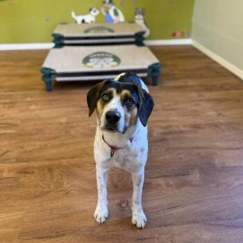 Molly -  Cattle Dog and Mixed Breed Dog Available for Adoption in Fayetteville, Arkansas - Molly | PetCurious