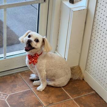 Milo 9115 -  Terrier and Mixed Breed Dog for Adoption in Cumming, Georgia - Milo 9115 | PetCurious