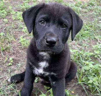 Rescue Catahoula Leopard Dog Dogs for Adoption in Brookshire, Texas - Sam Spade | PetCurious