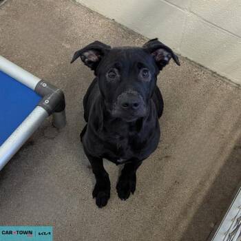 Labrador Retriever Dogs Available for Adoption - Cash Dollar | PetCurious