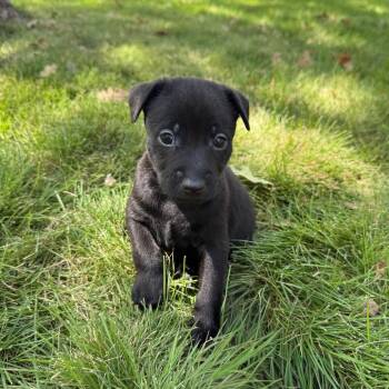 Onyx -  Chihuahua and Mixed Breed Dog for Adoption in Cedar Park, Texas - Onyx | PetCurious