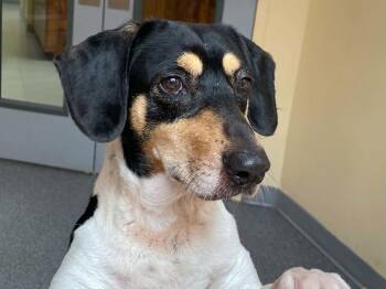Chevy -  Beagle Dog for Adoption in Covington, Virginia - Chevy | PetCurious