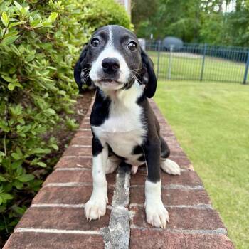 Mixed Breed Dogs Available for Adoption in Brownsboro, Alabama - Spaghetti | PetCurious
