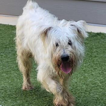 Jake -  Schnauzer and Mixed Breed Dog for Adoption in Chapel Hill, North Carolina - Jake | PetCurious