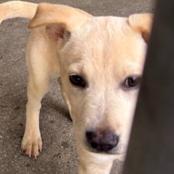 Maya -  Mixed Breed Dog for Adoption in East Hanover, New Jersey - Maya | PetCurious