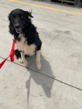 Lucky -  Border Collie Dog for Adoption in Silver Spring, Maryland - Lucky | PetCurious