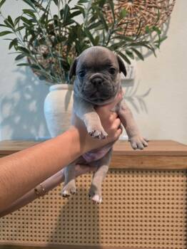 Bentley -  French Bulldog Dog for Adoption in Penryn, California - Bentley | PetCurious