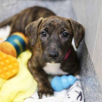 Sasha -  Labrador Retriever and Mixed Breed Dog for Adoption in Atlanta, Georgia - Sasha | PetCurious