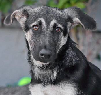 Abby von Ahaus -  German Shepherd Dog Dog for Adoption in Los Angeles, California - Abby Von Ahaus | PetCurious