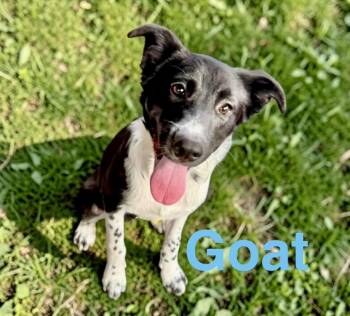 Border Collie Dogs Available for Adoption in Austin, Texas - Goat | PetCurious