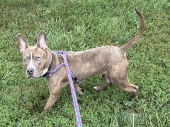 FINNEGAN -  Pit Bull Terrier and Mixed Breed Dog for Adoption in Derwood, Maryland - FINNEGAN | PetCurious