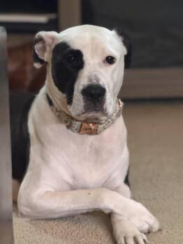 Dahlia -  Hound Dog for Adoption in Lambertville, New Jersey - Dahlia | PetCurious