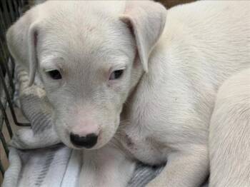 PUMKIN -  Labrador Retriever and Mixed Breed Dog for Adoption in Tulsa, Oklahoma - PUMKIN | PetCurious