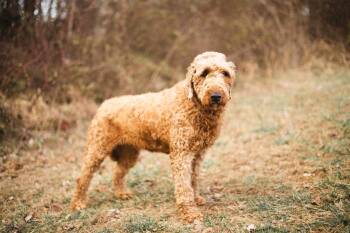 Goldendoodle Dogs Available for Adoption - Eleanor | PetCurious