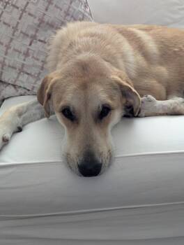 Great Pyrenees Dogs Available for Adoption in San Diego, California - Willow | PetCurious