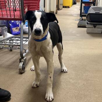 Bucky -  Mixed Breed Dog for Adoption in Chattanooga, Tennessee - Bucky | PetCurious