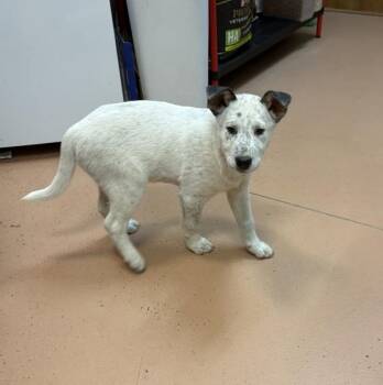 Australian Cattle Dog Blue Heeler Dogs Available for Adoption in Kennewick, Washington - Gio | PetCurious