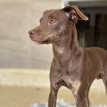 Mixed Breed Dogs Available for Adoption in Nashville, Indiana - Tito | PetCurious