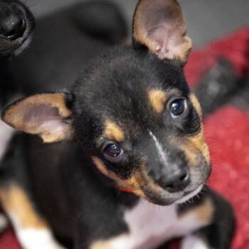Earl (AG26-64) -  Chihuahua and Mixed Breed Dog for Adoption in Peyton, Colorado - Earl (AG26-64) | PetCurious