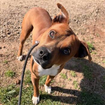 Boxer and American Staffordshire Terrier Dogs Available for Adoption in Franklin, North Carolina - Banx | PetCurious