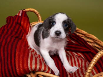 Rescue Parson Russell Terrier and Poodle Dogs for Adoption in Palo Alto, California - Apple: Macintosh | PetCurious