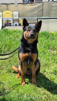 Rocky -  German Shepherd Dog and Australian Cattle Dog Blue Heeler Dog for Adoption in Elmira, New York - Rocky | PetCurious