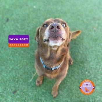 Labrador Retriever and Mixed Breed Dogs Available for Adoption in El Paso, Texas - Goku | PetCurious