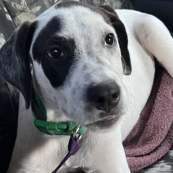 Abby -  Hound Dog for Adoption in Water Valley, Mississippi - Abby | PetCurious